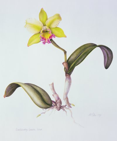 Brassolaeliocattleya Greenwich, Elmhurst (akvarelli paperille) tekijältä Margaret Ann Eden