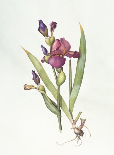 Iris (akvarelli paperille) tekijältä Margaret Ann Eden