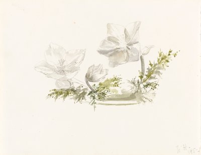 Tutkimus kukka-asetelmasta (grafiitti, akvarelli) tekijältä Margaret Louisa Herschel
