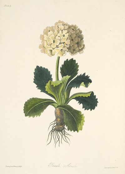 Auricula, teoksesta Floral Illustrations of the Seasons, pub. 1829 (käsin väritetty kaiverrus). tekijältä Margaret Roscoe