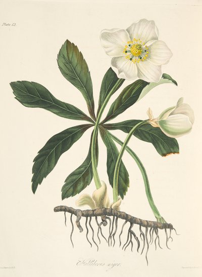 Black Hellebore tai jouluruusu, julkaisusta Floral Illustrations of the Seasons, pub. 1829 (käsin väritetty kaiverrus). tekijältä Margaret Roscoe