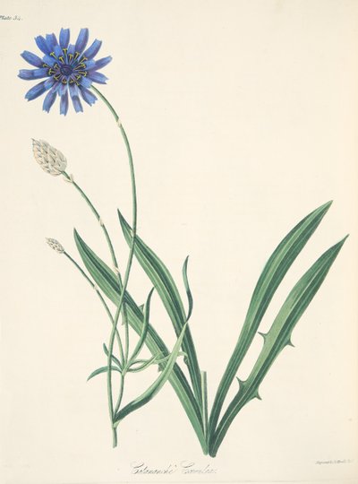 Blue Catananche, teoksesta Floral Illustrations of the Seasons, pub. 1829 (käsin väritetty kaiverrus). tekijältä Margaret Roscoe