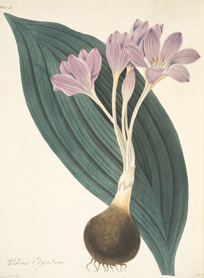 Broad-leaved Meadow Saffron, julkaisusta Floral Illustrations of the Seasons, pub. 1829 (käsin väritetty kaiverrus). tekijältä Margaret Roscoe