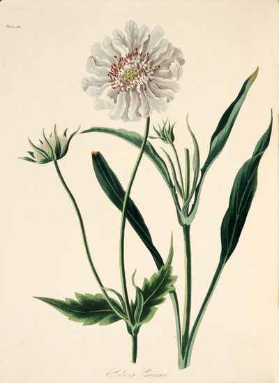 Caucasean Scabious, julkaisusta Floral Illustrations of the Seasons, pub. 1829 (käsin väritetty kaiverrus). tekijältä Margaret Roscoe