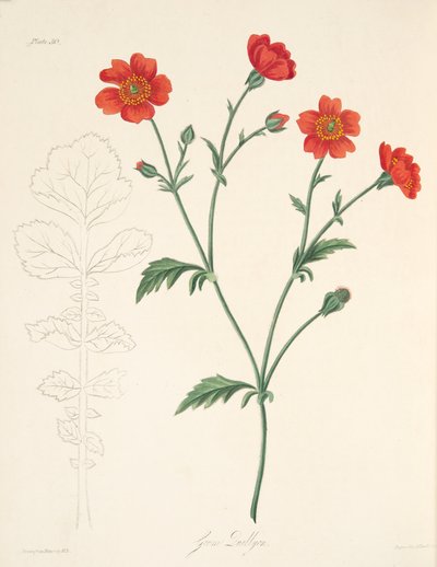 Chilean Avens, julkaisusta Floral Illustrations of the Seasons, pub. 1829 (käsin väritetty kaiverrus). tekijältä Margaret Roscoe