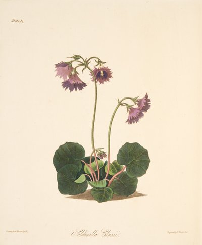 Clusiuss Soldanella, teoksesta Floral Illustrations of the Seasons, pub. 1829 (käsin väritetty kaiverrus). tekijältä Margaret Roscoe