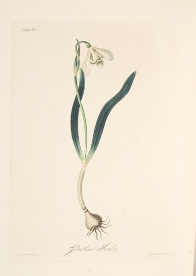 Common Snowdrop, kirjasta Floral Illustrations of the Seasons, pub. 1829 (käsin väritetty kaiverrus). tekijältä Margaret Roscoe