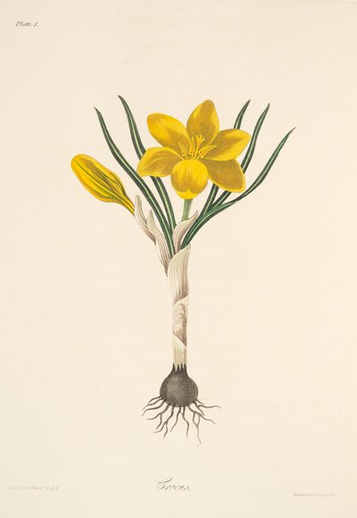 Common Yellow Crocus, julkaisusta Floral Illustrations of the Seasons, pub. 1829 (käsin väritetty kaiverrus). tekijältä Margaret Roscoe