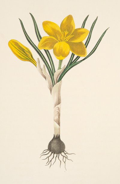Common Yellow Crocus, julkaisusta Floral Illustrations of the Seasons, pub. 1829 (käsin väritetty kaiverrus). tekijältä Margaret Roscoe