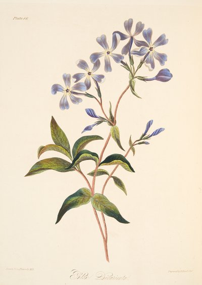 Early Flowering Lychnidea, julkaisusta Floral Illustrations of the Seasons, pub. 1829 (käsin väritetty kaiverrus). tekijältä Margaret Roscoe