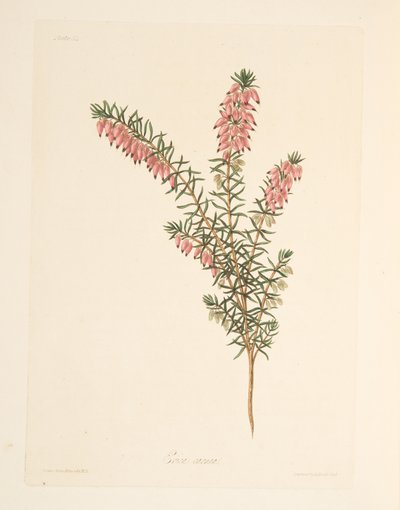 Lihanvärinen, varhain virtaava Heath, teoksesta Floral Illustrations of the Seasons, pub. 1829 (käsin väritetty kaiverrus). tekijältä Margaret Roscoe