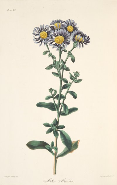 Italian asteri, julkaisusta Floral Illustrations of the Seasons, pub. 1829 (käsin väritetty kaiverrus). tekijältä Margaret Roscoe