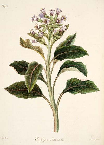 Oriental Hyoscyamus, julkaisusta Floral Illustrations of the Seasons, pub. 1829 (käsin väritetty kaiverrus). tekijältä Margaret Roscoe