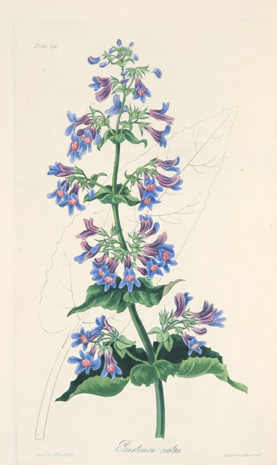 Ovate-leaved Penstemon, julkaisusta Floral Illustrations of the Seasons, pub. 1829 (käsin väritetty kaiverrus). tekijältä Margaret Roscoe