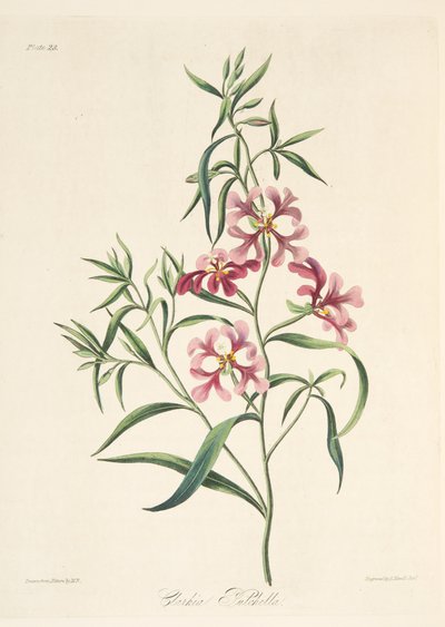 Pretty Clarkia, vuodenaikojen kukkakuvituksista, pub. 1829 (käsin väritetty kaiverrus). tekijältä Margaret Roscoe