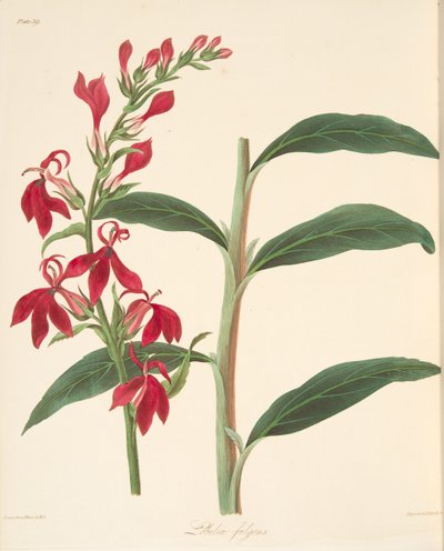 Refulgent Lobelia, julkaisusta Floral Illustrations of the Seasons, pub. 1829 (käsin väritetty kaiverrus) tekijältä Margaret Roscoe
