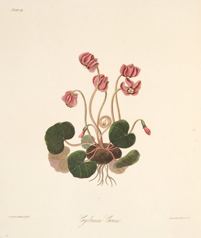 Round Leaved Cyclamen, julkaisusta Floral Illustrations of the Seasons, pub. 1829 (käsin väritetty kaiverrus). tekijältä Margaret Roscoe