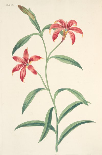 Yksivärinen kiinalainen lilja, julkaisusta Floral Illustrations of the Seasons, pub. 1829 (käsin väritetty kaiverrus). tekijältä Margaret Roscoe