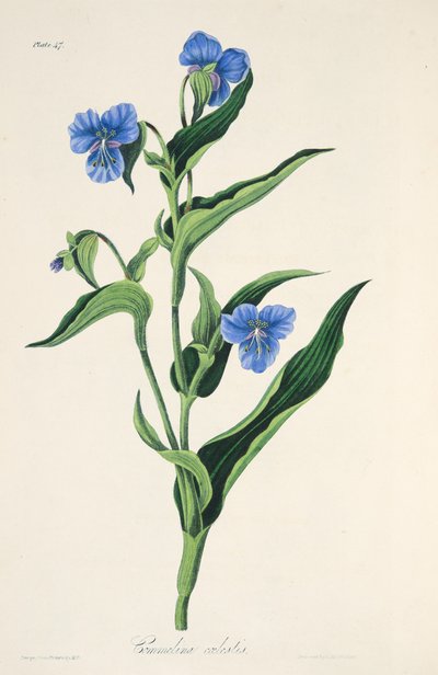 Taivaansininen Commelina, julkaisusta Floral Illustrations of the Seasons, pub. 1829 (käsin väritetty kaiverrus). tekijältä Margaret Roscoe