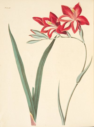 Erinomainen maissi-lippu, julkaisusta Floral Illustrations of the Seasons, pub. 1829 (käsin väritetty kaiverrus). tekijältä Margaret Roscoe