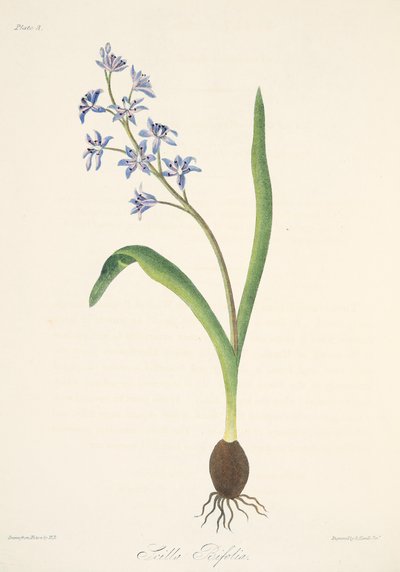 Kaksilehtinen Squill, julkaisusta Floral Illustrations of the Seasons, pub. 1829 (käsin väritetty kaiverrus). tekijältä Margaret Roscoe