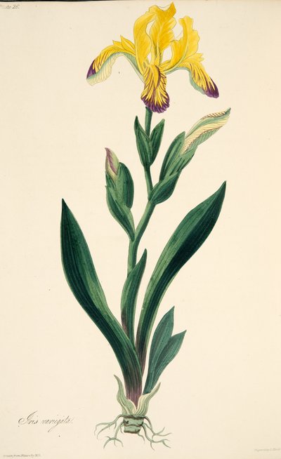 Variegated Iris, kirjasta Floral Illustrations of the Seasons, pub. 1829 (käsin väritetty kaiverrus). tekijältä Margaret Roscoe