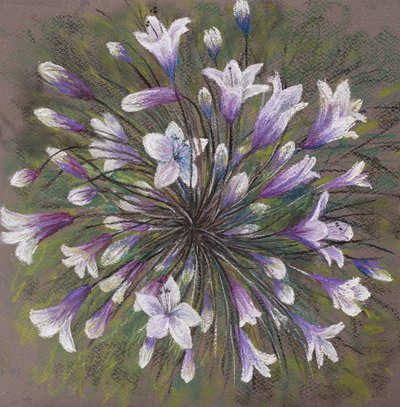 Allium-perhe, 2020 (pastelli) tekijältä Margo Starkey