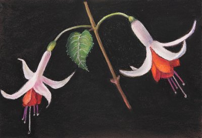 Fuksia, 2020 (pastelli) tekijältä Margo Starkey