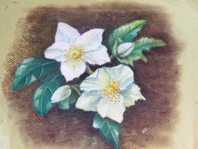 Helleborus, 2020 (pastelli) tekijältä Margo Starkey
