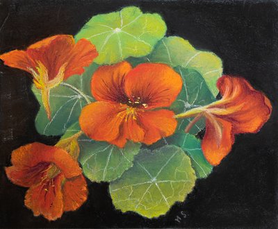 Nasturtiums, 2020 (pastelli) tekijältä Margo Starkey