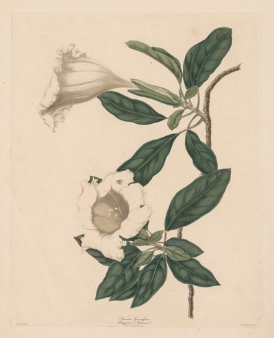 Chalice Vine tekijältä Maria Catharina Prestel