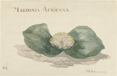 Bloem Massonia Africana MASSONIA AFRICANA (otsikko esineessä) tekijältä Maria Geertruida Barbiers Snabilié