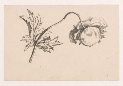 Unikko tekijältä Maria Geertruida de Goeje Barbiers (attributed to)
