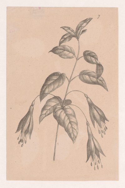 Oksa kukilla tekijältä Maria Geertruida de Goeje Barbiers (attributed to)