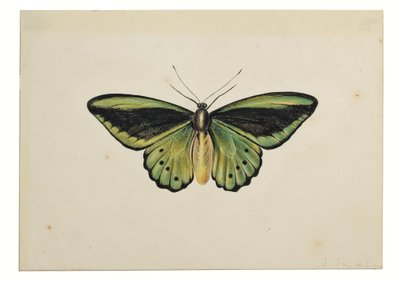 Perhonen, Vihreä linnunsiipi (Ornithoptera priamus) tekijältä Maria Margaretha van Os