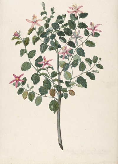 Tutkimus kasvista, jossa on puna-violetteja kukkia Sebastiana africana purpurea, 1695. tekijältä Maria Monninckx