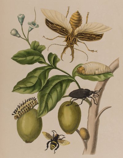 Kuva: Metamorphosis insectorum Surinamensium. Ofte Verandering der Surinaamsche Insecten