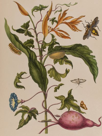 Kuva: Metamorphosis insectorum Surinamensium. Ofte Verandering der Surinaamsche Insecten