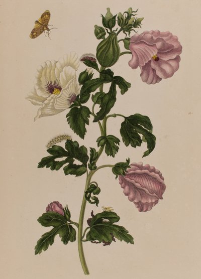 Kuvitus teoksesta "Metamorphosis insectorum Surinamensium. Ofte Verandering der Surinaamsche Insecten", julkaistu 1705 (värillinen kaiverrus). tekijältä Maria Sibylla Graff (after) Merian