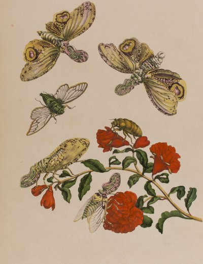 Kuva: Metamorphosis insectorum Surinamensium. Ofte Verandering der Surinaamsche Insecten