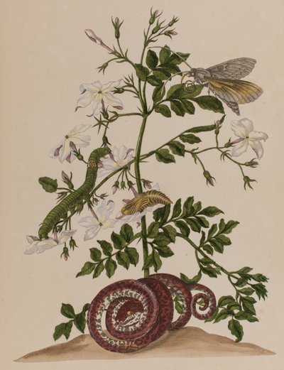 Kuva: Metamorphosis insectorum Surinamensium. Ofte Change of Surinamese Insects
