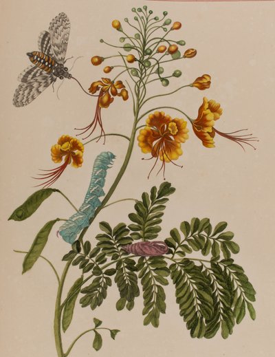 Kuva: Metamorphosis insectorum Surinamensium. Ofte Change of Surinamese Insects