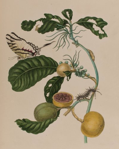 Kuva: Metamorphosis insectorum Surinamensium. Ofte Change of Surinamese Insects