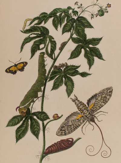Kuva: Metamorphosis insectorum Surinamensium. Ofte Change of Surinamese Insects