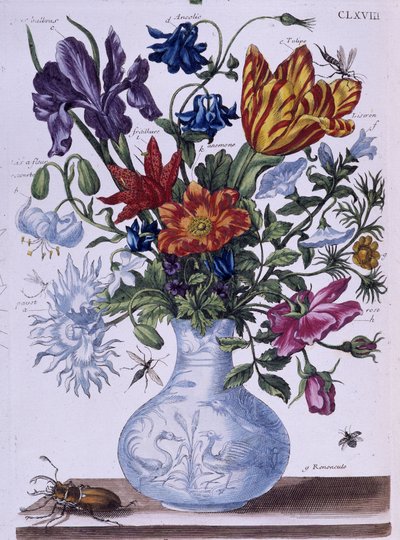 Kuoriainen ja erilaisia kukkia - dess. kirjoittanut Maria Sibylla Merian, n.d., noin 1700-luvun lopulla tekijältä Maria Sibylla Merian