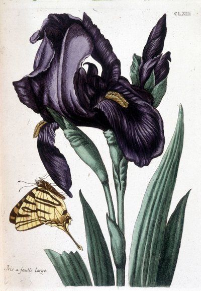 Leveälehtinen iiris - teoksessa "Surinamin ja koko Euroopan hyönteisten yleinen historia", kirjoittanut Maria Sibylla de Merian, toim. Desnos, Pariisi tekijältä Maria Sibylla Merian