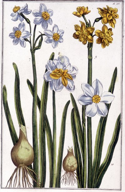 Narcissus - teoksessa "" Surinamen ja koko Euroopan hyönteisten yleinen historia"" Maria Sibylla de Merian, toim. Desnos, Pariisi tekijältä Maria Sibylla Merian