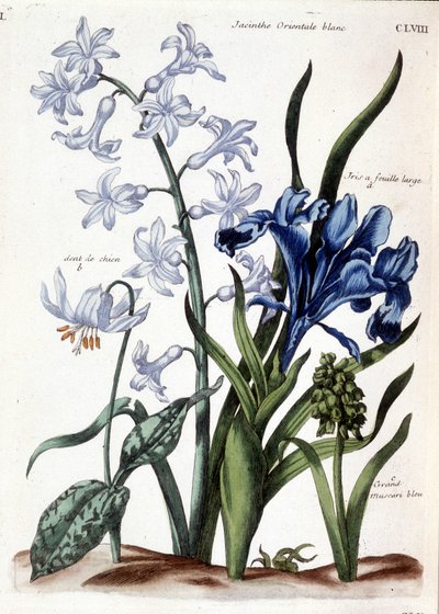Valkoinen itämainen hyasintti, isolehtinen iiris, koiran hammas, iso sininen muscari - Maria Sibylla de Merianin "Surinamin ja koko Euroopan hyönteisten yleishistoriassa", toim. Desnos, Pariisi tekijältä Maria Sibylla Merian