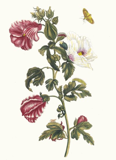 Althea. Kirjasta Metamorphosis insectorum Surinamensium, 1705. tekijältä Maria Sibylla Merian