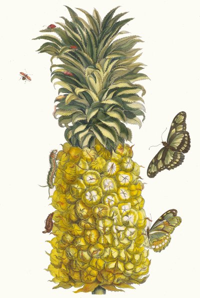 Ananas mur. Kirjasta Metamorphosis insectorum Surinamensium, 1705. tekijältä Maria Sibylla Merian